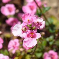 Image result for ostruhatka