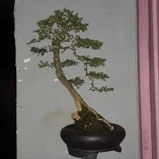 Bonsai Kimeng Gaya Bunjin Cahunit Com