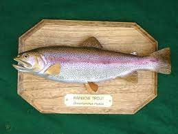 The longer you wait, the more the color will fade. Rainbow Trout Plaque Brass Name Fishing Mount Taxidermy 119206959