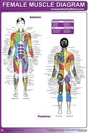 the female muscular system laminated anatomy chart muscle