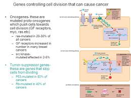 Cancers can't control their emotions. Control Of Cell Division Cancer Figure 12 1 The Functions Of Cell Division Reproduction Growth And Development Tissue Repair Ppt Download
