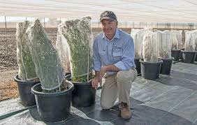 In the wild, propagation from seeds is the most common method. Harvest Weed Seed Control For Managing Northern Weeds Syngenta