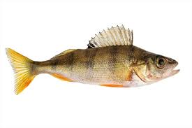 Lake rosseau is a lake in ontario, canada. 5 Most Common Fish In Lakes Across Muskoka Toronto Com