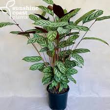 Image result for Ctenanthe