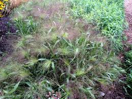Harden off and transplant outdoors after last frost. Panicum Elegans Frosted Explosion Seed
