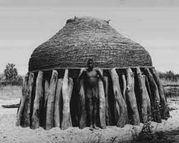 Image result for Ozoroa okavangensis