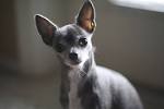 Blue Chihuahua Puppies for Sale - DogsNow