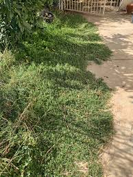 Image result for Lippia plicata