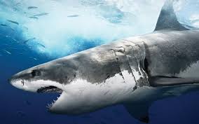 We did not find results for: Great White Shark Wallpapers Top Free Great White Shark Backgrounds Wallpaperaccess