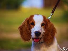 Image result for velššpringršpaněl