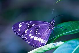 Seamless pattern of golden chains and butterflies on a white background. 100 Butterfly Pictures Hq Download Free Images On Unsplash