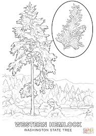 Nevada state flag description, history, color, and more. Washington State Tree Coloring Page Free Printable Coloring Pages Coloring Home