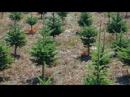 How to start a tree farm business. How To Start A Christmas Tree Farm Youtube