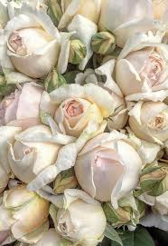 20% off all wall art! Pin By Mary Janko On Flowers And Plants Beautiful Flowers Pretty Flowers Rose