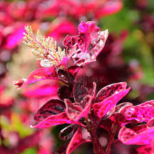 Image result for Iresine herbstii