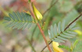 Image result for Chamaecrista