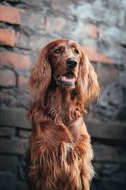 Image result for irský setr