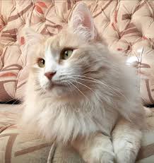 38 Best Cream Colored Cat Names Cat Names Cat Icon Fluffy Cat