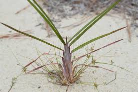 Image result for Schizachyrium jeffreysii