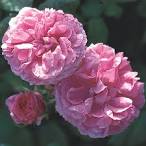 Centifolia rose plant m