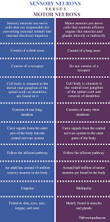 Difference Between Sensory And Motor Neurons Definition Structure Function Characteristics Neurons Motor Neuron Medical School Studying