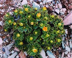 Image result for Ranunculus raeae
