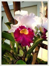 White Purple Cattleya Orchid Beautiful Orchids Orchid Varieties Cattleya Orchid