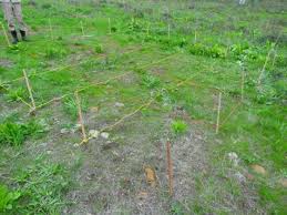 Image result for Leonotis myrothamnifolia