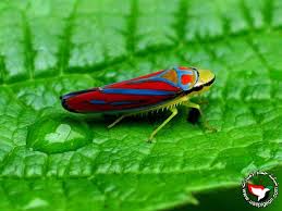 الحشرة النطاطة leafhopper منتديات حمام الامارات