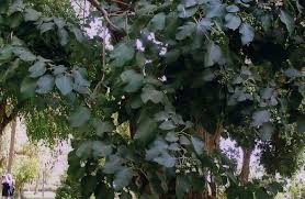 Image result for Cordia africana
