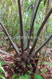 Image result for Ptisana