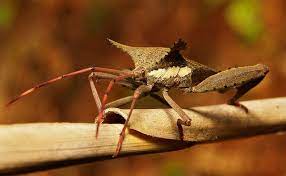 Leaf Footed Bug Prionolomia Gigas Coreidae Leaf Footed Bug Bugs Pu Er