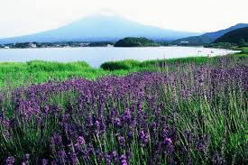 Lake Kawaguchiko Guide Mt Fuji Fuji Q Highland Art Museums And More Matcha Japan Travel Web Magazine