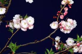 Check spelling or type a new query. Crabapple Tree Facts