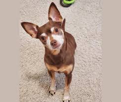 Miniature pinscher and chihuahua mix. Embark Dog Dna Test Breed