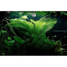 Image result for Nesogenes madagascariensis