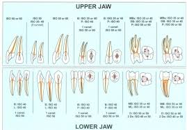 Tooth Morphology Chart Google Search Restorative