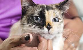 Chemical imbalance of urine in cats. When To Switch From Kitten Food To Cat Food Purina