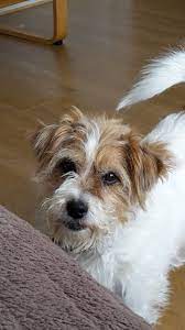 The parson russell terrier is a pleasant companion when it is sufficiently exercised; Chelsea With Her Long Hair Westie Puppies Cute Dog Photos Mixed Breed Puppies