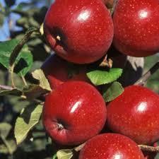 Maybe you would like to learn more about one of these? Red Windsor Apple Tree Purchase Self Fertile Red Apple Trees