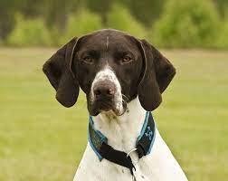 Dog Breeds Pointer Dog Characteristics And Personality Dogalize