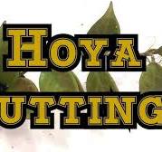 Making a Hoya Cutting: Why do New Hoya cuttings look upside down when  rooted. #hoya #hoyacare