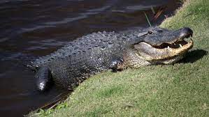American alligators occur naturally in north carolina, inhabiting bay lakes, rivers, creeks, marshes, swamps and ponds, with local populations distributed in patches along the entire coast. South Carolina Woman Dies After Alligator Encounter Update Complex