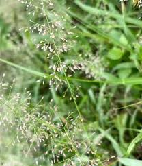 Image result for Eragrostis unioloides