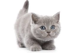 Check spelling or type a new query. Wallpaper Cat Grey White Background Kitty Images For Desktop Section Koshki Download