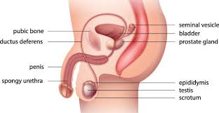 It also includes the organs involved in initially developing and. Reproduction In Human Beings Male And Female Reproductive System