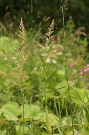 Image result for Alloeochaete geniculata
