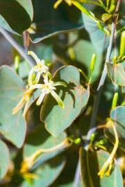 Image result for Adenia gummifera