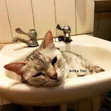 0701 goodnight 望安cafe wangancafe 晚安 goodnight 貓 cat manycat 洗臉盆 washbowl 累了 tired 好夢 beautifuldream cats animals