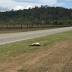 Driver mows down 17 kangaroos in Brisbane